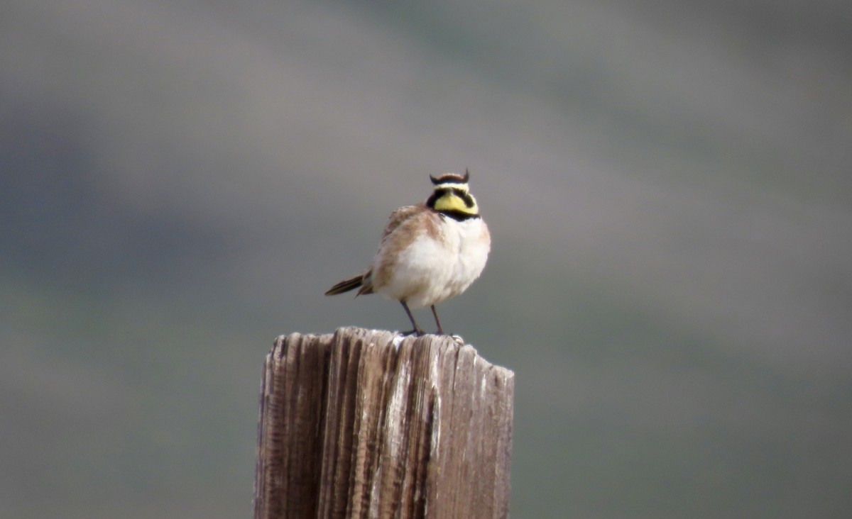 Horned Lark - ML646570963