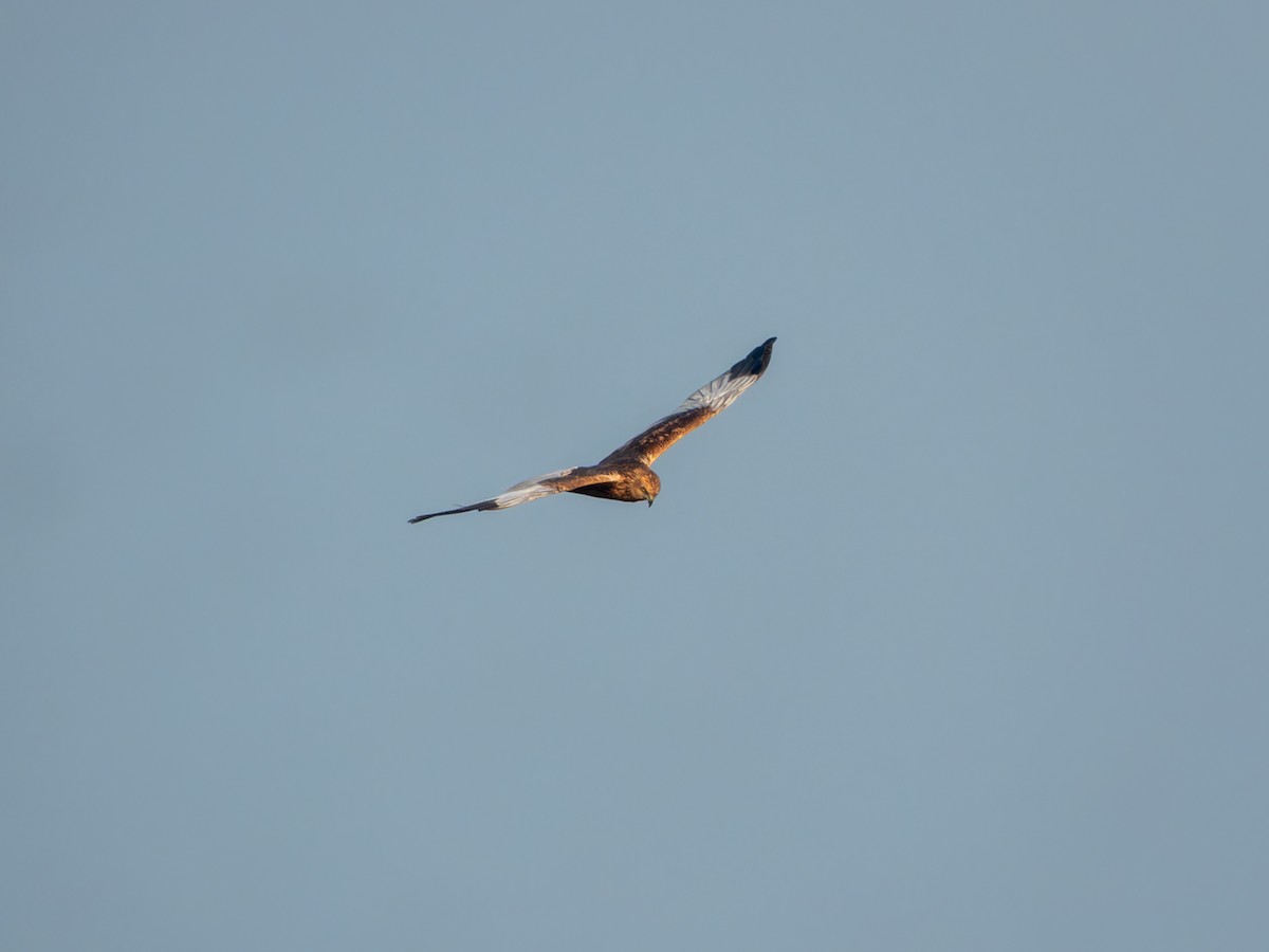 Busard des roseaux - ML646570967