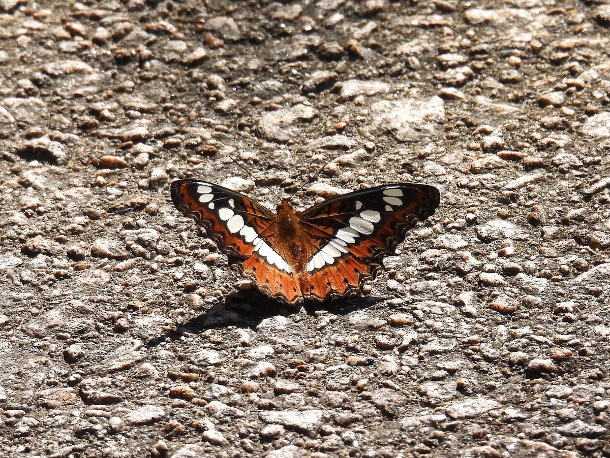 Commander - ML646570969