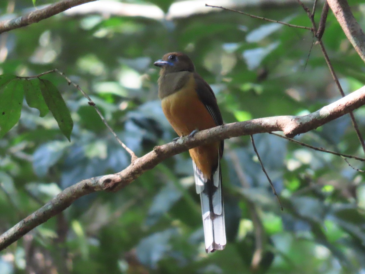 Malabar Trogon - ML646570971