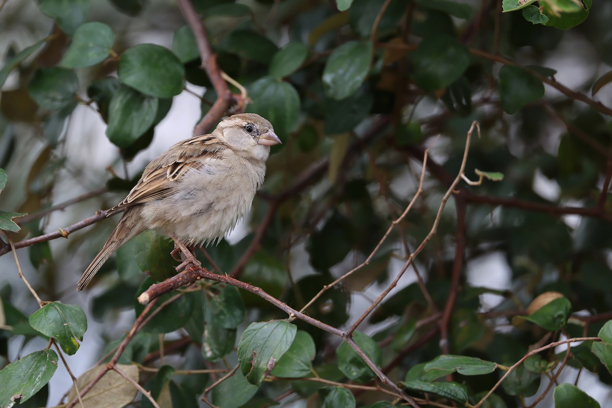House Sparrow (Indian) - ML646570972