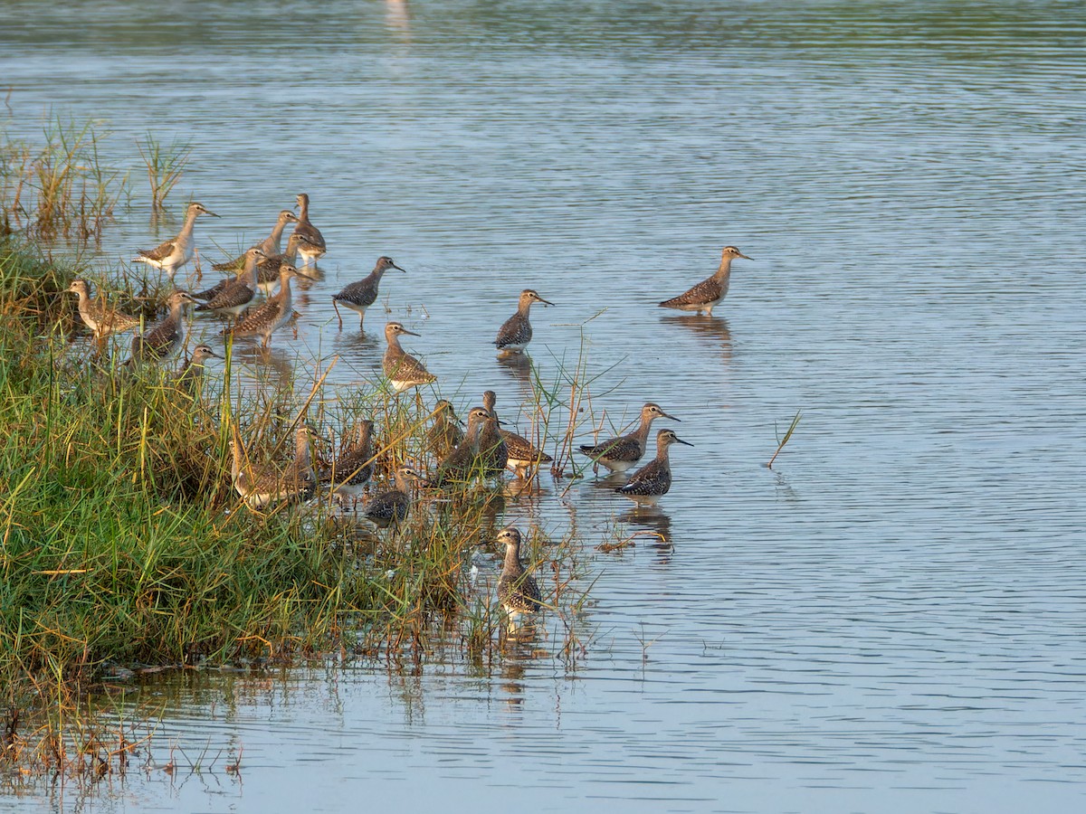 Chevalier sylvain - ML646570975