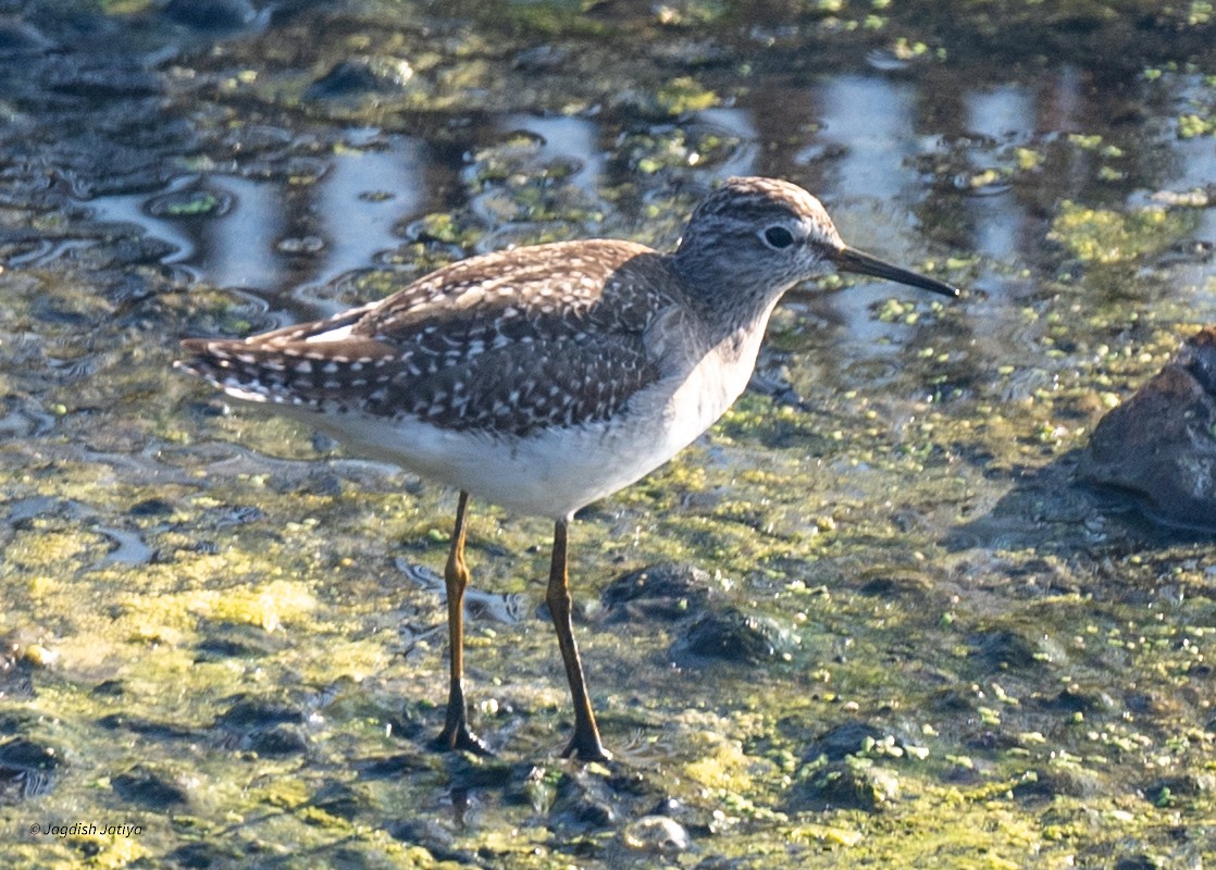 Wood Sandpiper - ML646570980