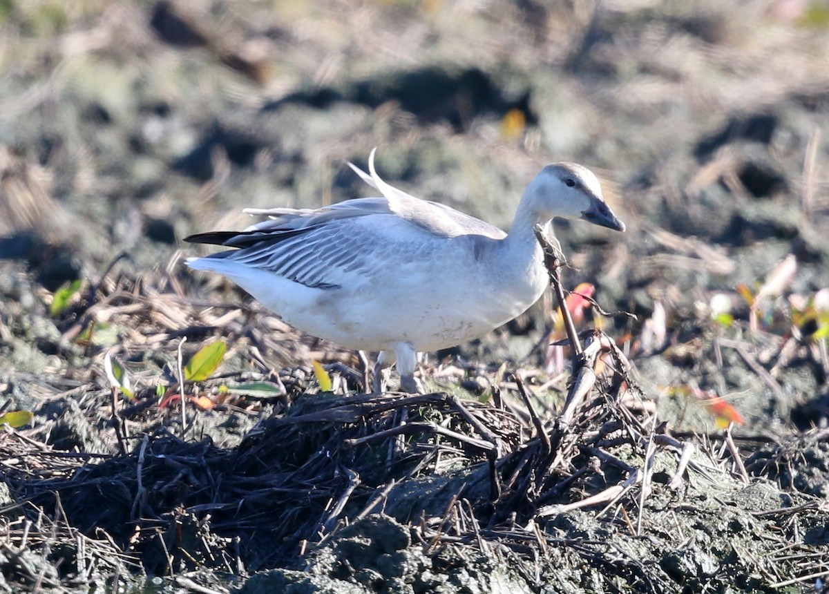 ハクガン - ML646570987