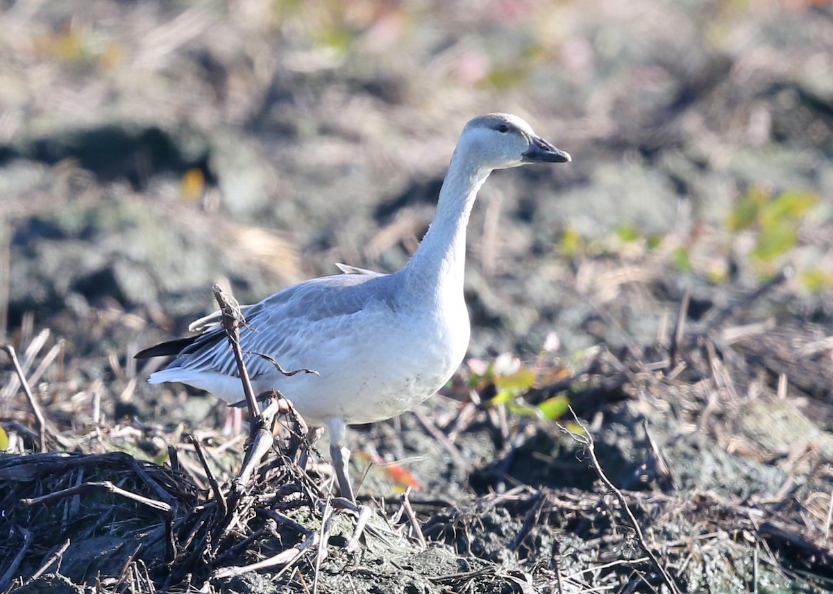 ハクガン - ML646570988