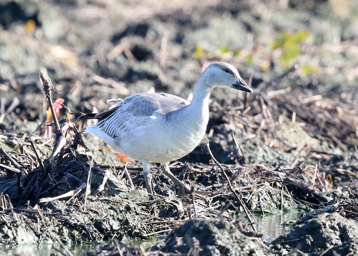 ハクガン - ML646570990