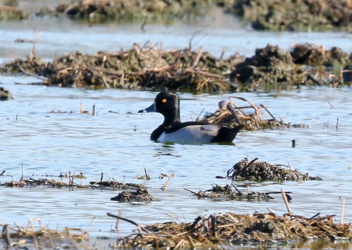 polák proužkozobý - ML646570992