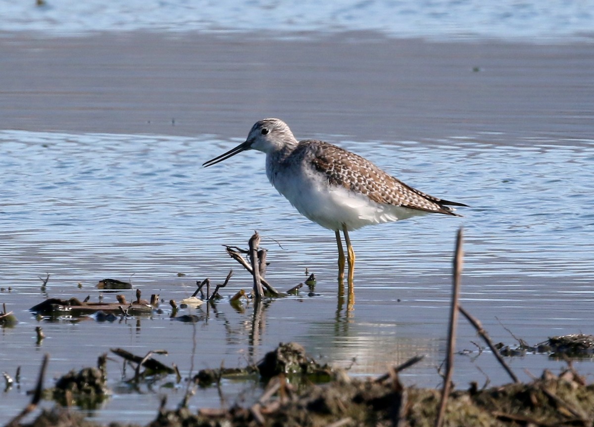 vodouš velký - ML646570993