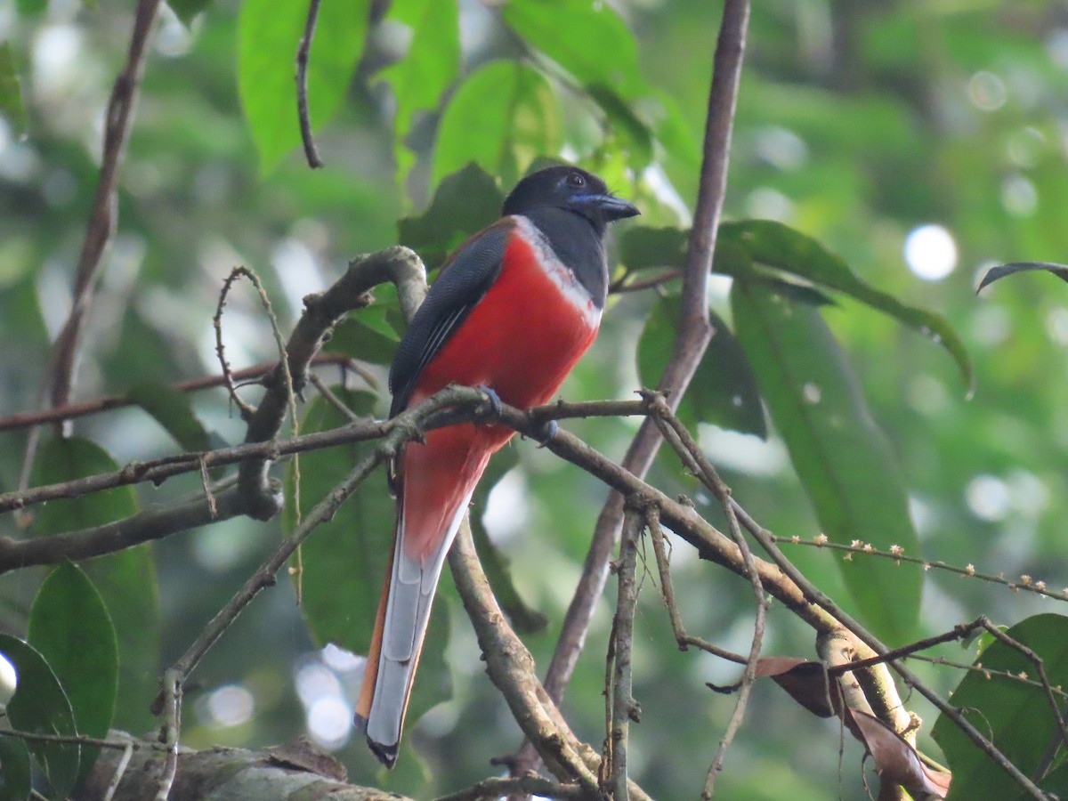 Malabar Trogon - ML646570994