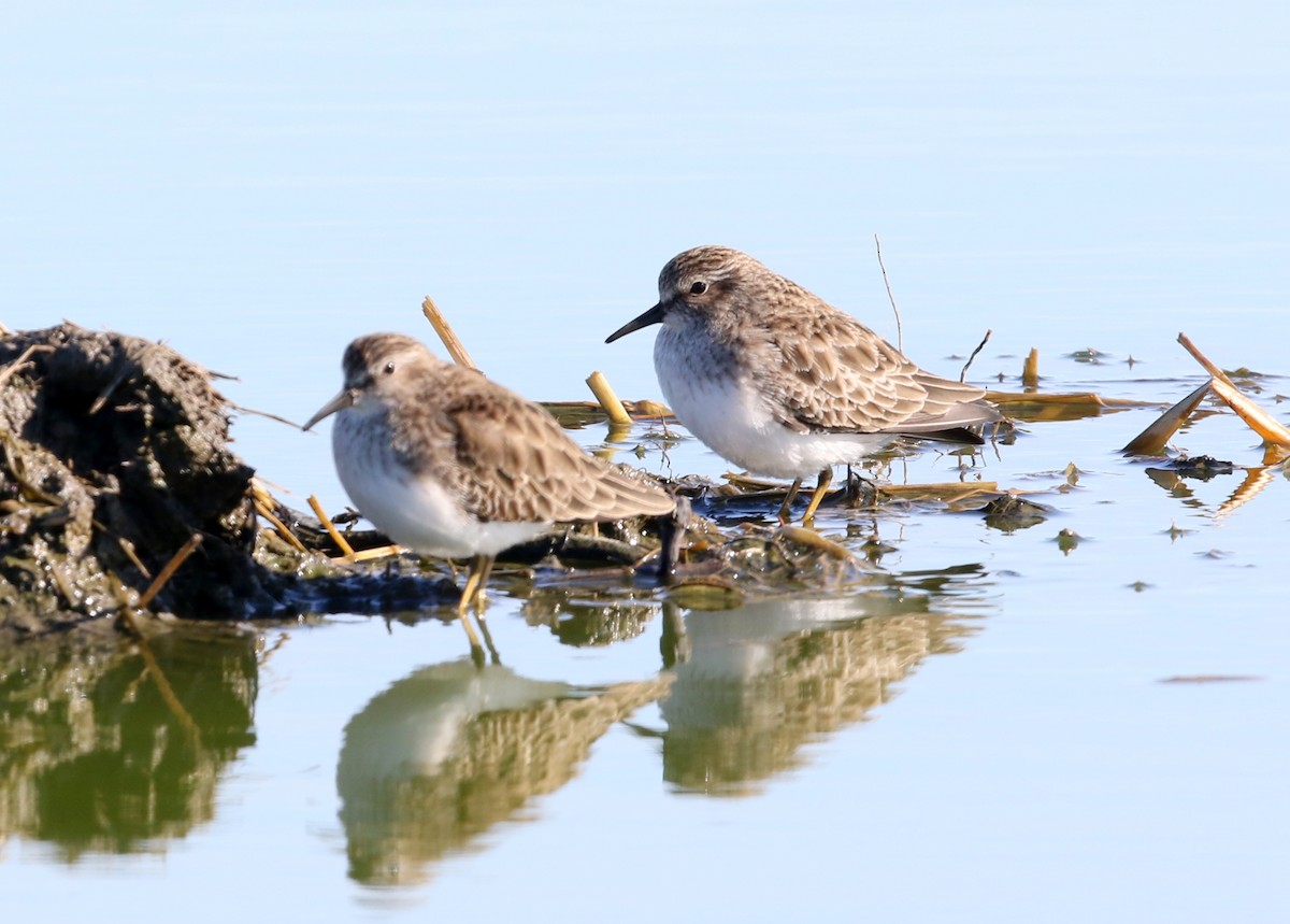 jespák drobný - ML646570996