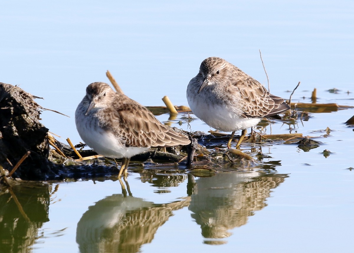 jespák drobný - ML646570997