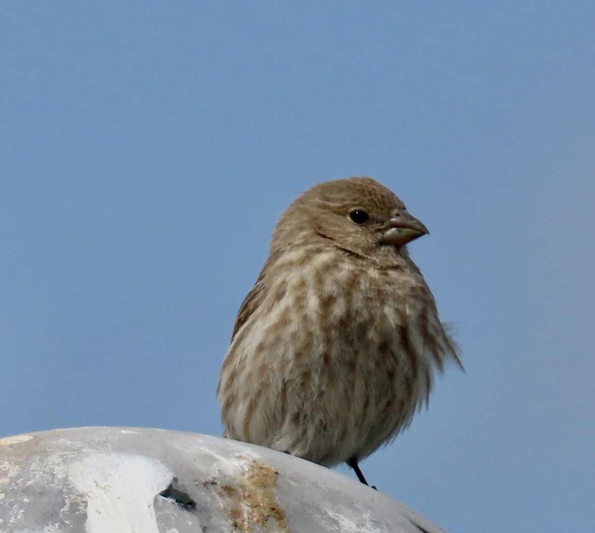 Чечевиця садова - ML646570999