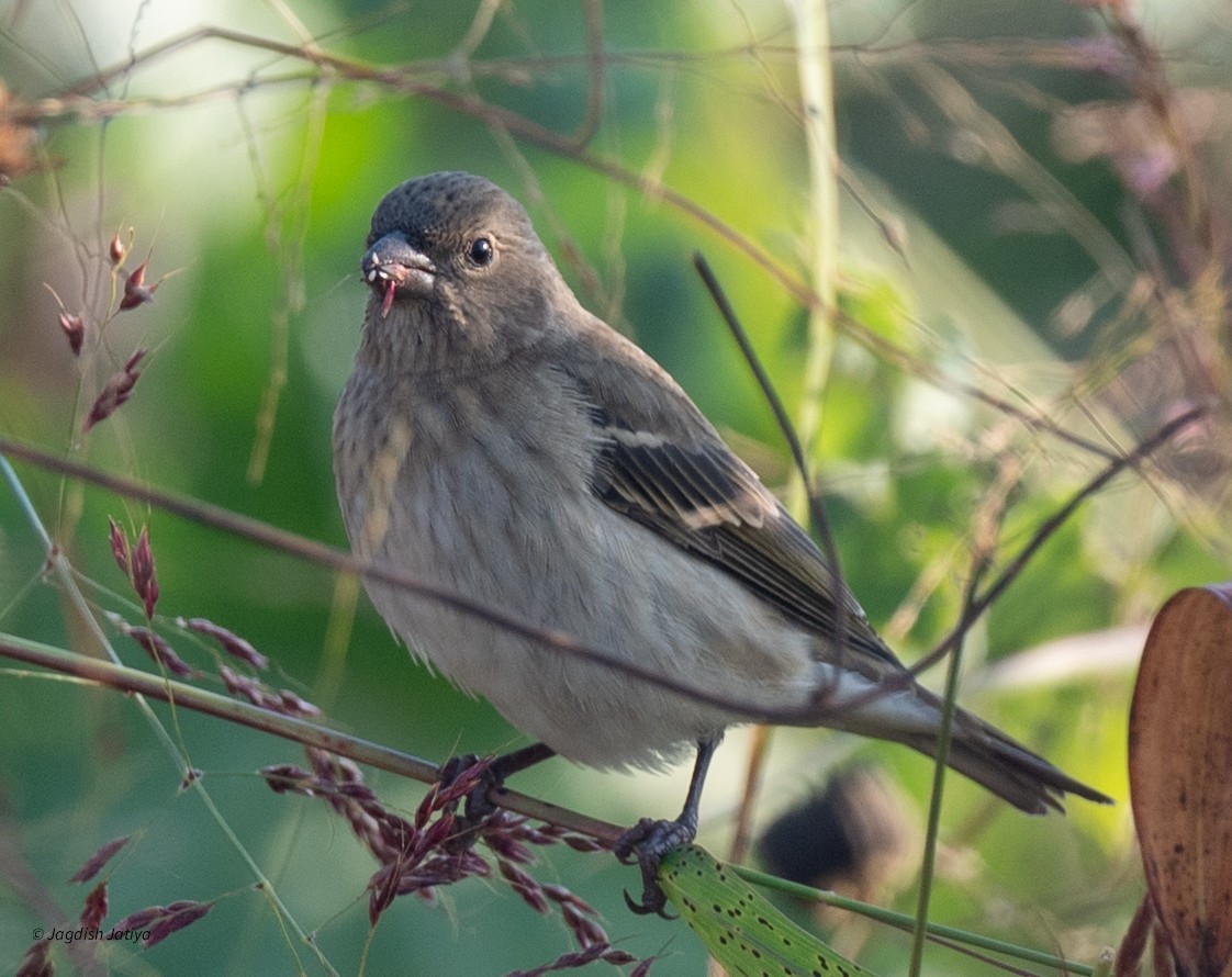 Common Rosefinch - ML646571000