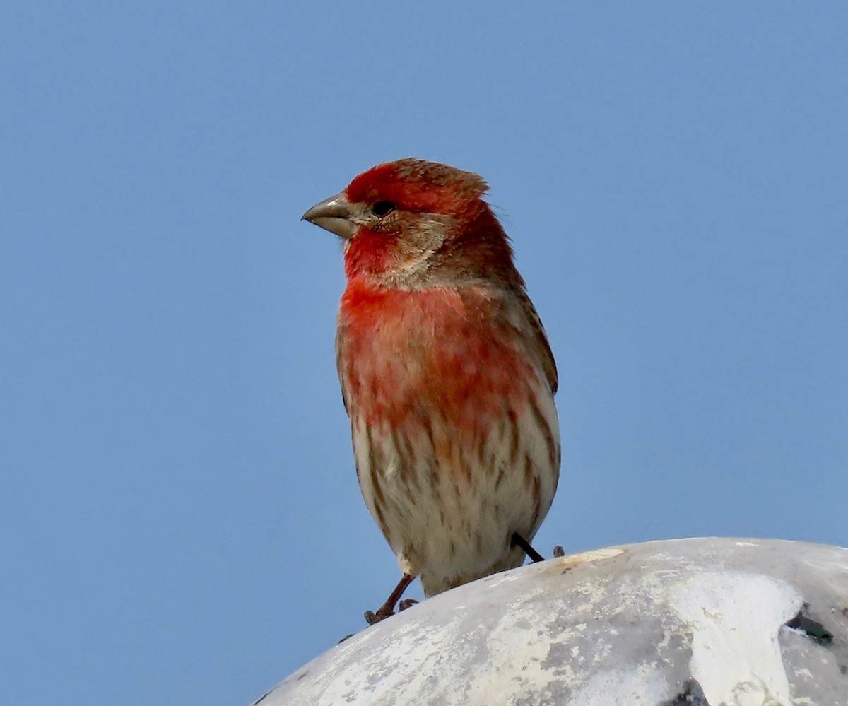Чечевиця садова - ML646571002