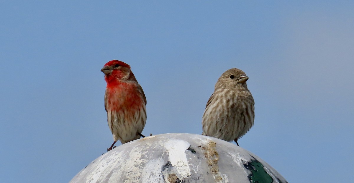 Чечевиця садова - ML646571004