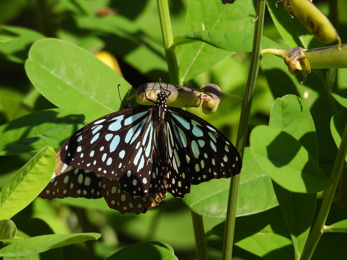 Blue Tiger - ML646571018