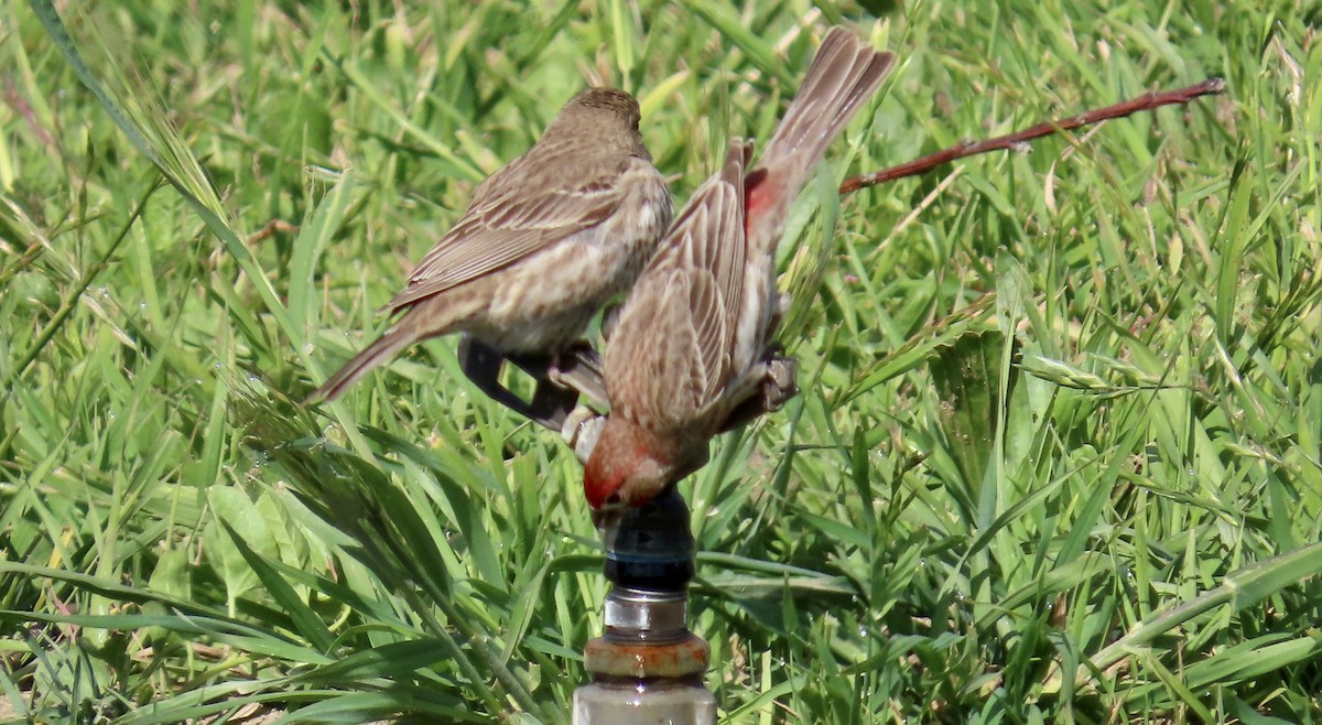 Чечевиця садова - ML646571019