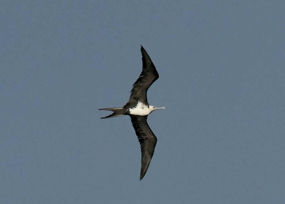 Great Frigatebird - ML646571024