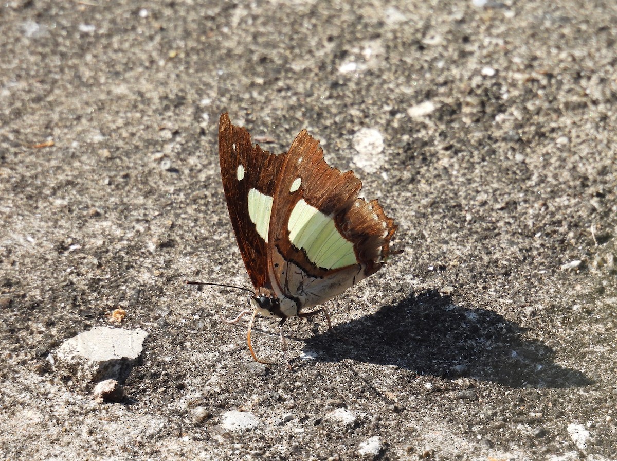 Common Nawab - ML646571028