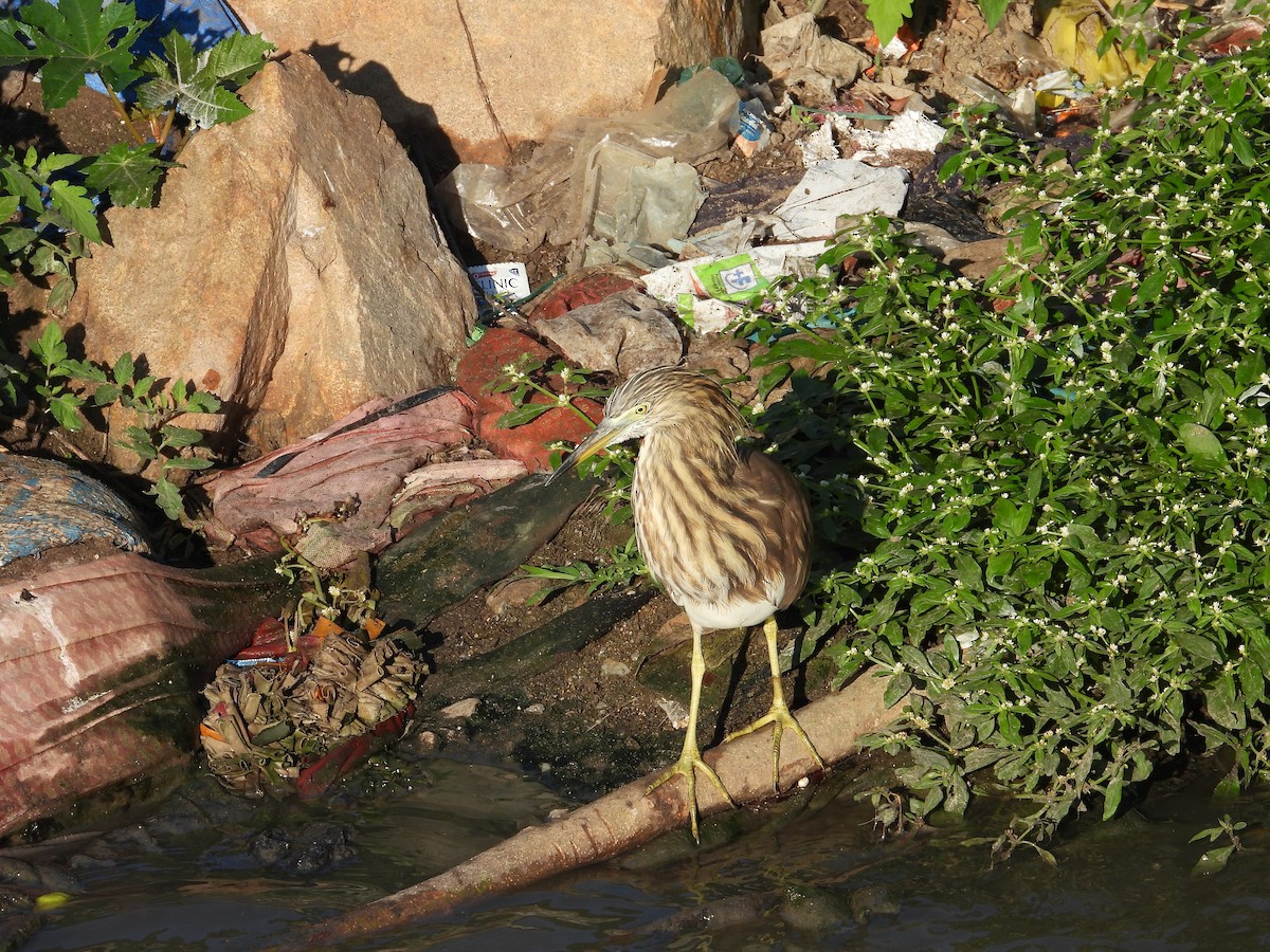 Индийская прудовая цапля - ML646571030