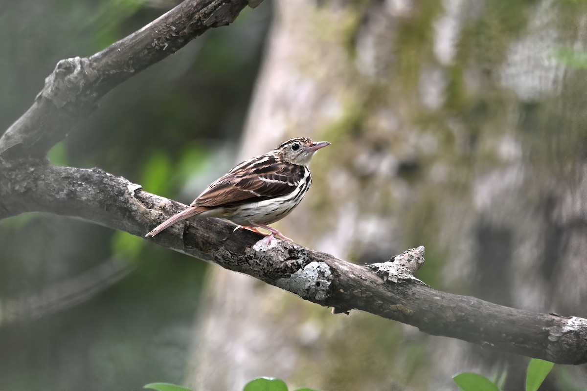 Sokoke Pipit - ML646571033