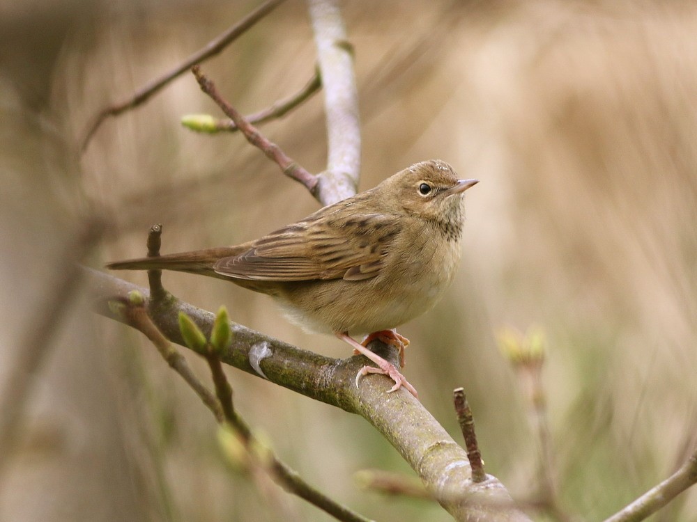 Common Grasshopper Warbler - ML646571035