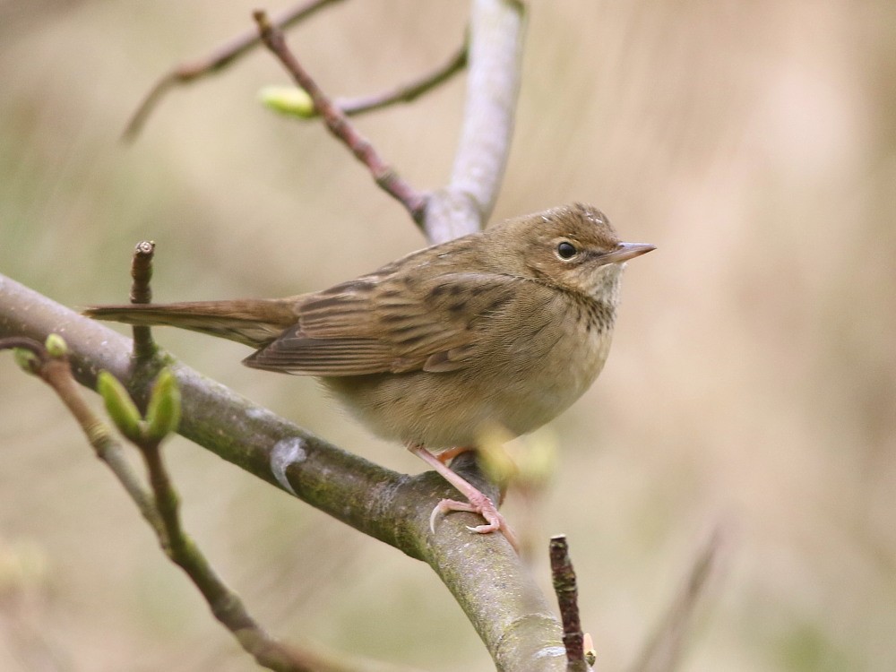 Common Grasshopper Warbler - ML646571036