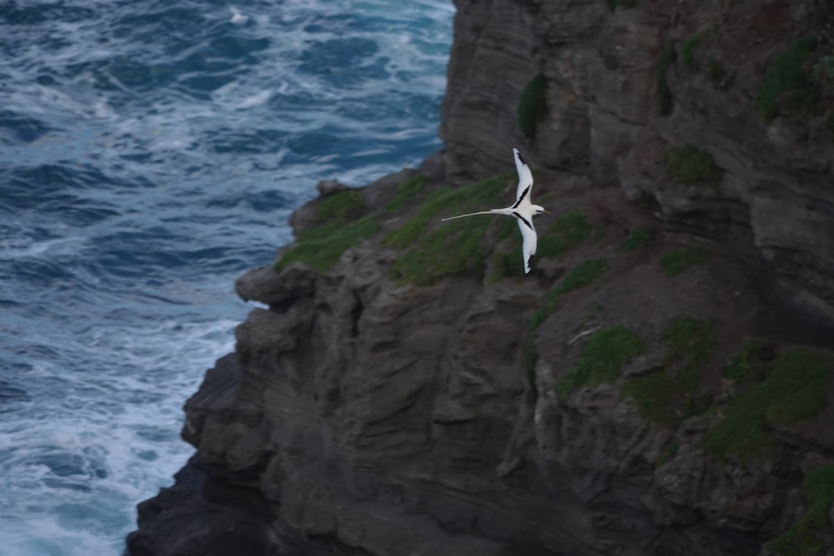 פיתון לבן-זנב - ML646571039