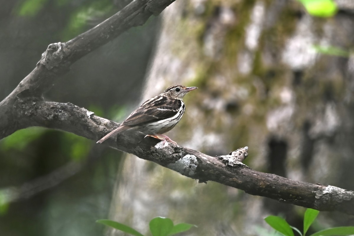 Sokoke Pipit - ML646571040