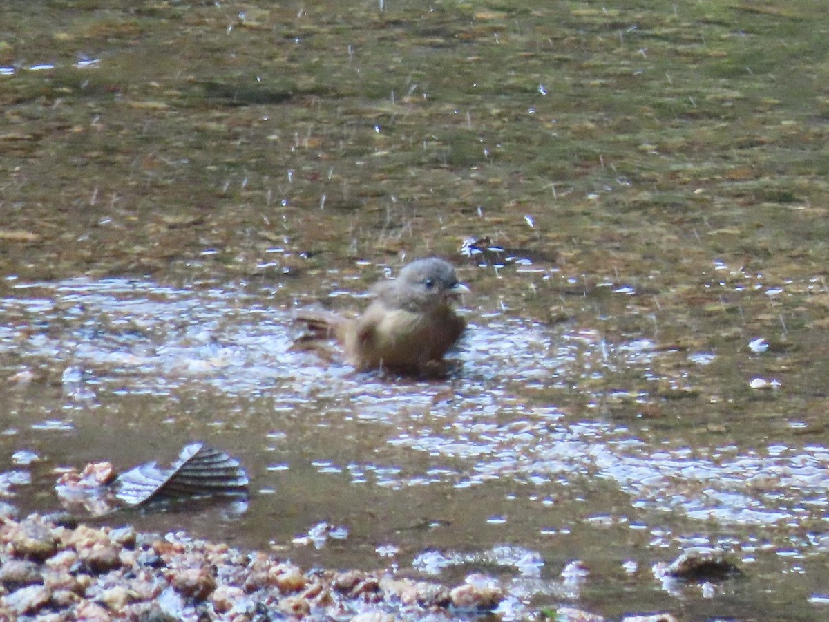 Brown-cheeked Fulvetta - ML646571041