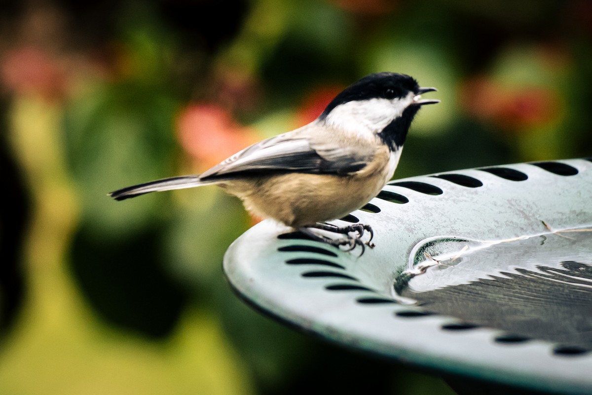 Black-capped Chickadee - ML646571044