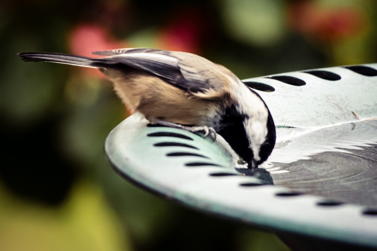 Black-capped Chickadee - ML646571045
