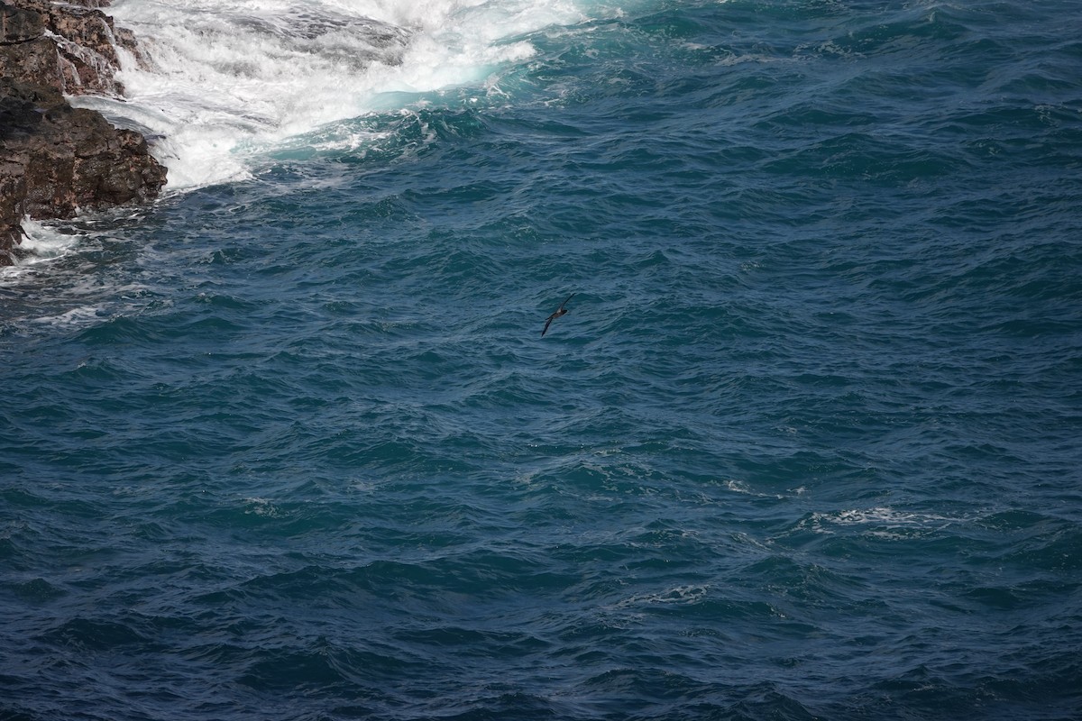 סולה לבנת-בטן - ML646571047