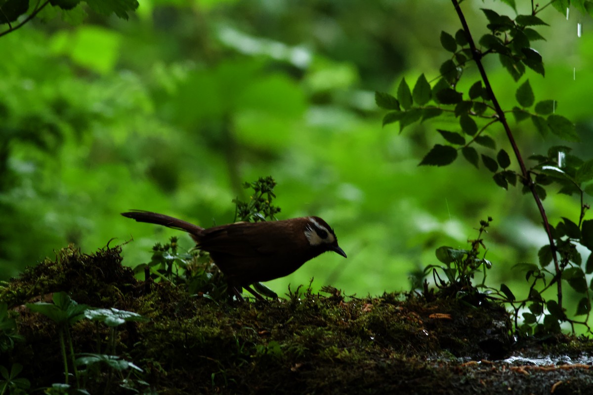 White-browed Laughingthrush - ML646571048