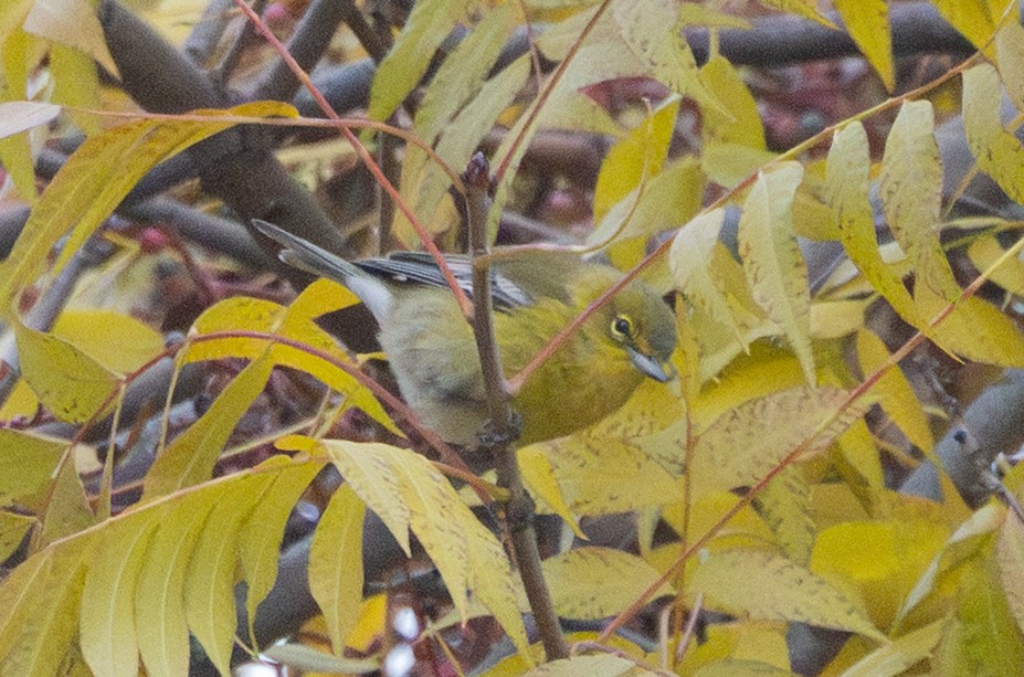 Paruline des pins - ML646571049