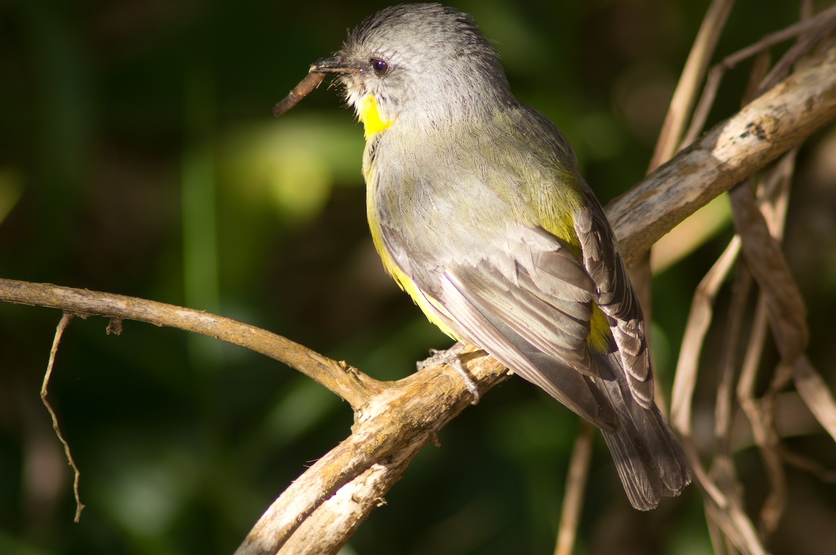 lejsčík žlutý - ML646571056