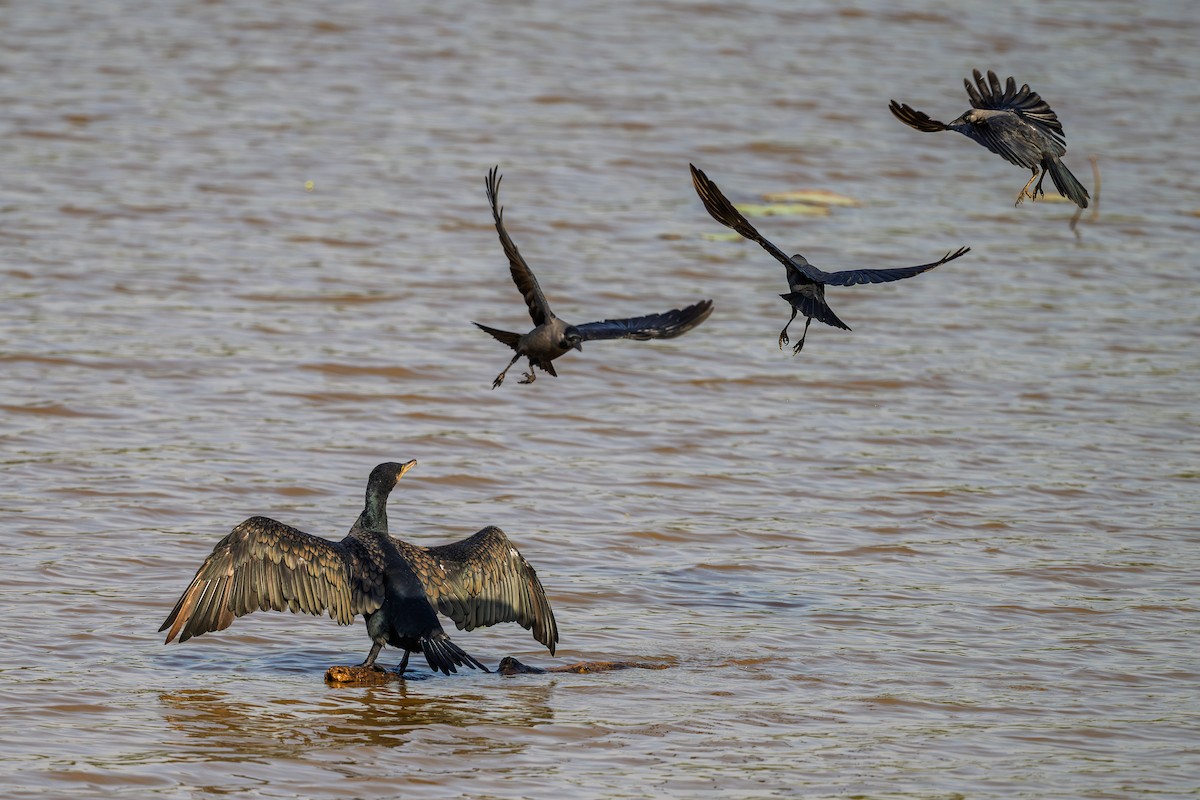 קורמורן גדול - ML646571057