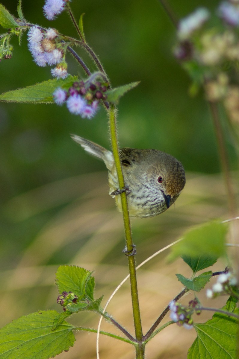 Brown Thornbill - ML646571058