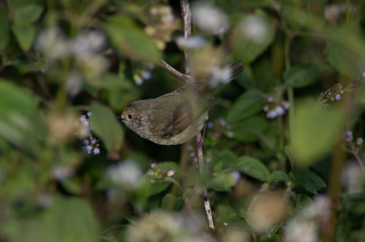 Brown Thornbill - ML646571059
