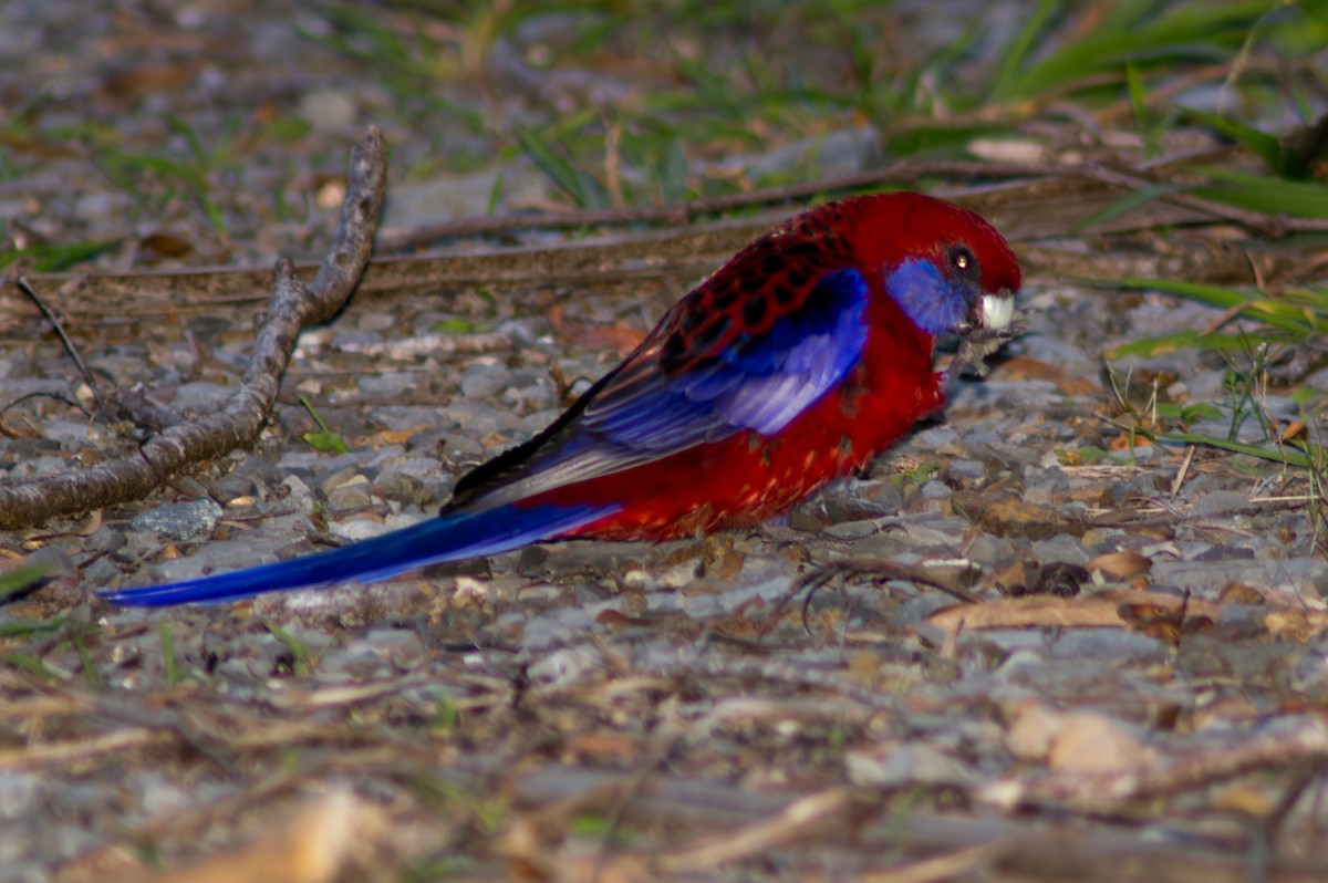 Crimson Rosella - ML646571062
