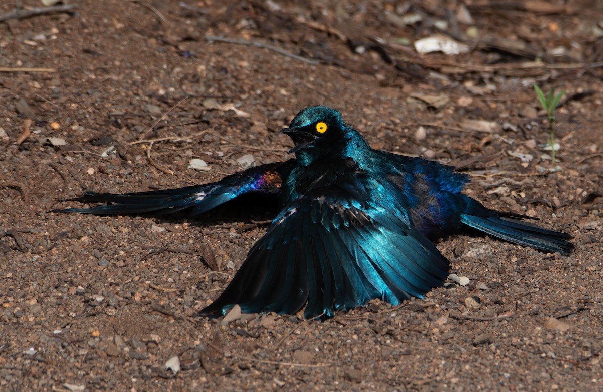 Greater Blue-eared Starling - ML646571063