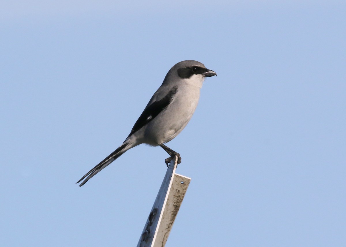 ťuhýk americký - ML646571067