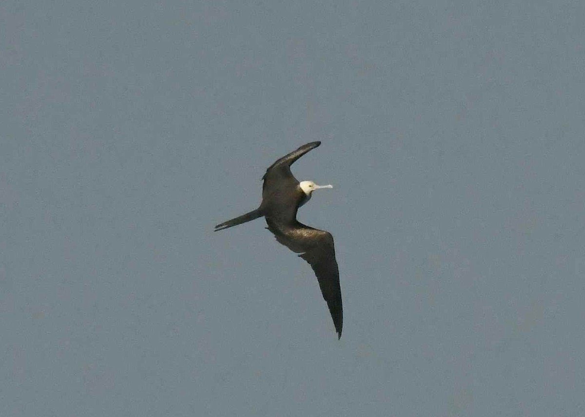 Great Frigatebird - ML646571072