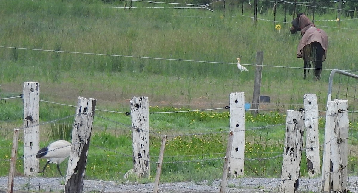 אנפית בקר מזרחית - ML646571075