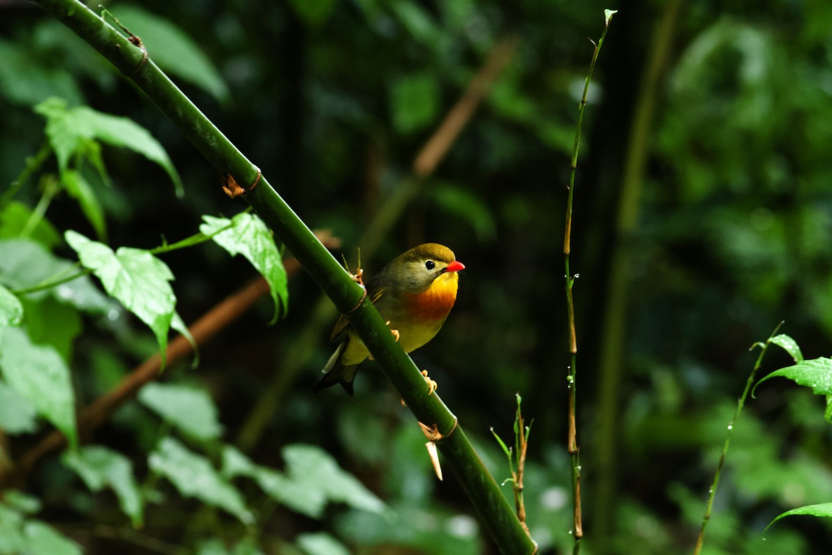 Red-billed Leiothrix - ML646571076