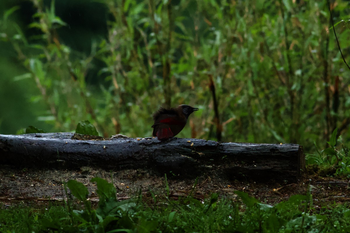 Red-winged Laughingthrush - ML646571077