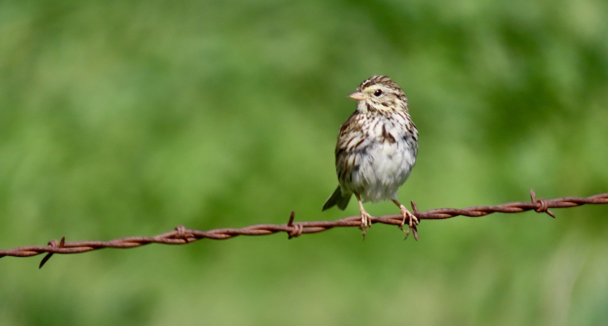 Savannah Serçesi - ML646571078