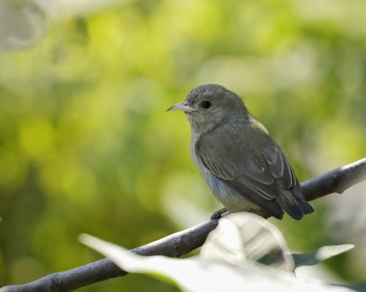 Pale-billed Flowerpecker - ML646571079