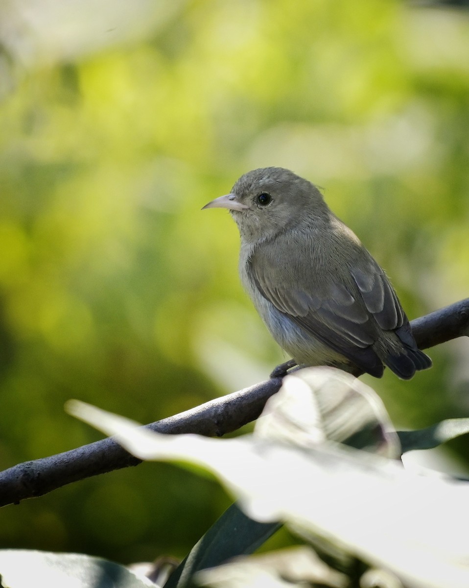 Pale-billed Flowerpecker - ML646571080