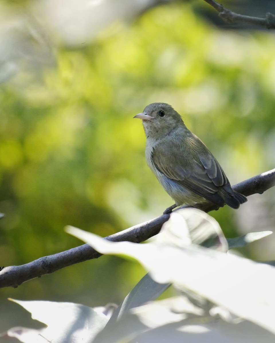 Pale-billed Flowerpecker - ML646571081